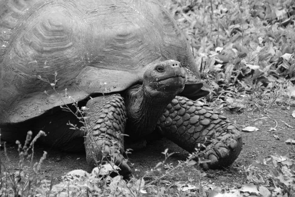Blick über die Küste der Galapagos-Inseln
